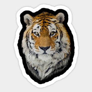 Tiger Sticker